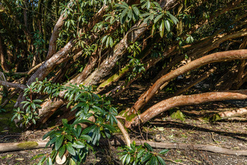 crooked and oblique rhododendron trunks thickly in the park; trunks nearby