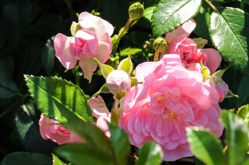Pink roses on a green bush in garden