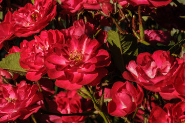 Red roses on a green bush in garden