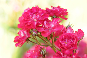 Pink roses on a green bush in garden