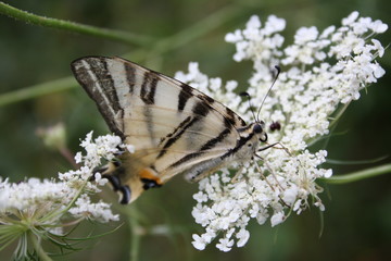Papilio glaucus  farfalla