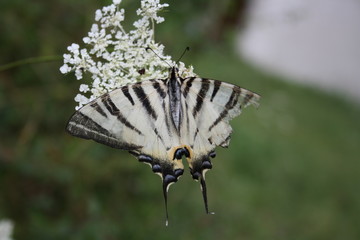 Papilio glaucus farfalla