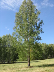 Obraz premium Russian tree береза ландшафт nature одинокое дерево небо sky field summer wood