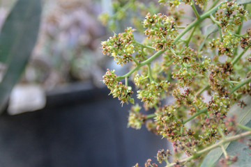 Mango flower, A branch of inflorescence mango flower.