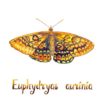 The marsh fritillary (Euphydryas aurinia), hand painted watercolor  illustration with handwritten inscription