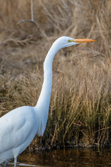great egret, Ardea alba