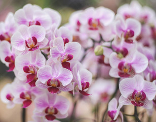 Naklejka na ściany i meble Colorful flowers pink or purple phalaenopsis orchids group blooming in garden on background , nature patterns ornamental