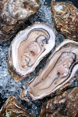 Fresh rock oyster offered as closeup opened on crushed ice with copy space