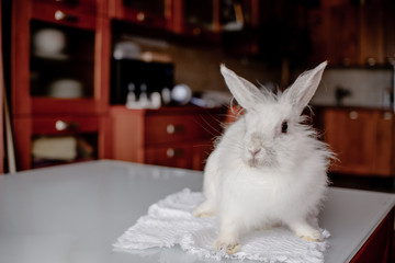 A white rabbit sitting in a rustic  basket with a napkin and easter eggs. Easter holiday card horizontal view with copyspace