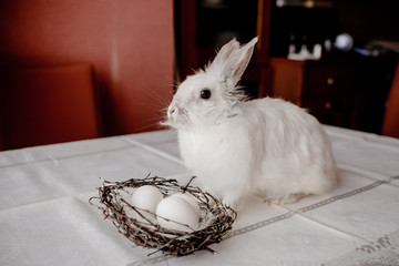 A white rabbit sitting in a rustic  basket with a napkin and easter eggs. Easter holiday card horizontal view with copyspace