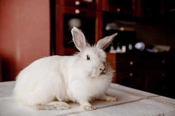 A white rabbit sitting in a rustic  basket with a napkin and easter eggs. Easter holiday card horizontal view with copyspace