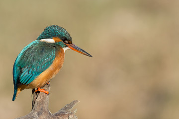 european kingfisher hunting