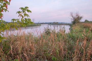 Tall grass on high bank of Warta river  in early morning fog