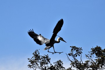 アオサギ
