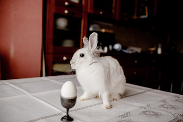 A white rabbit sitting in a rustic  basket with a napkin and easter eggs. Easter holiday card horizontal view with copyspace
