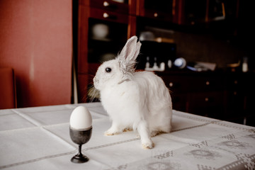 A white rabbit sitting in a rustic  basket with a napkin and easter eggs. Easter holiday card horizontal view with copyspace