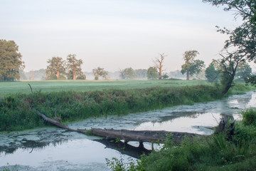 Rogalin Landscape Park - aoxbow lake in the mist sunrise with tree in lake