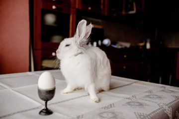 A white rabbit sitting in a rustic  basket with a napkin and easter eggs. Easter holiday card horizontal view with copyspace