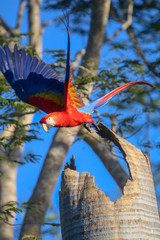 Colorful Macaws