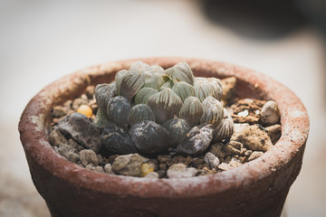 Cactus on vintage tone