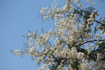 beautiful white flowers
