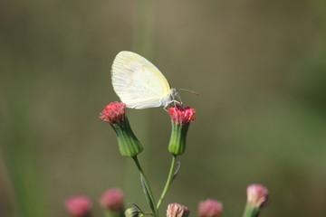 butterfly and flowers