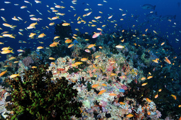 Fototapeta na wymiar Diving in Maldives