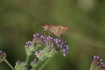 butterfly and flowers