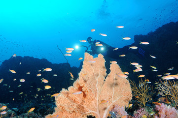 Diving in Maldives