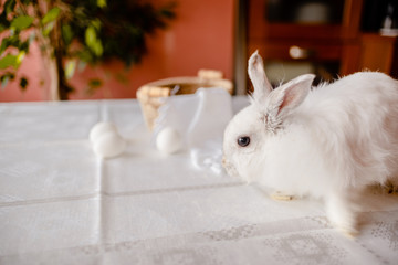 A white rabbit sitting in a rustic  basket with a napkin and easter eggs. Easter holiday card horizontal view with copyspace
