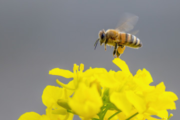 Honey bee collecting pollen on canola flower
