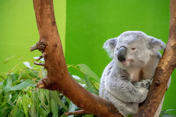 Koala Bear Close up