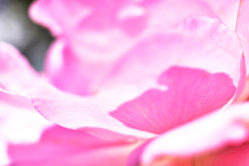 Pink petal