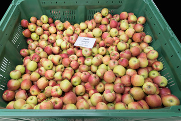 Äpfel Jonagold