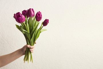 Tulip flowers bouquet in hand at white background, copy space for congratulation