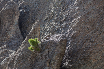 Small Pine Tree in a Rock