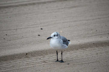 Laughing Gull
