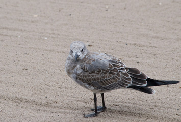 Laughing Gull