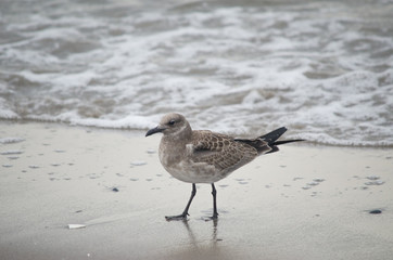 Laughing Gull