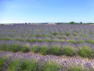 Obraz na płótnie Canvas Summer blossoming of lavender fields in Provence near Valensole