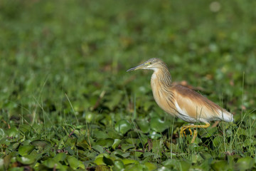 squacco heron at the shore