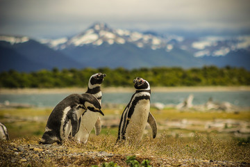Pingüinos 