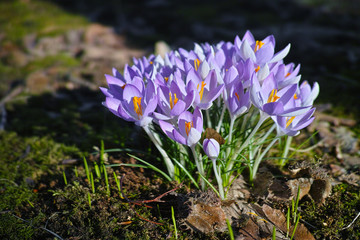 First spring flowers, blossom  of purple crocus