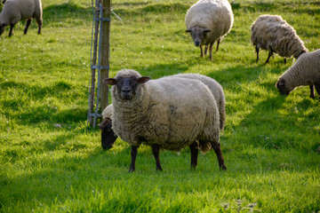 Flock of sheep with lambs in spring garden on young green grass
