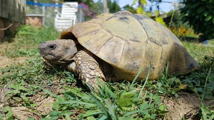 französische Schildkröte seitlich