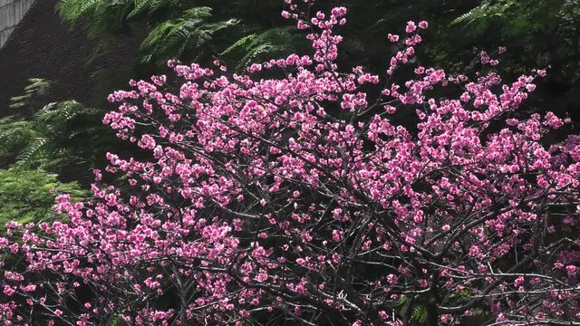 沖縄 満開の緋寒桜
