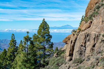 Green Canarian pine tree and Mountains landscape on Gran Canaria island, view on Mount Teide, tenerife, Canary, Spain