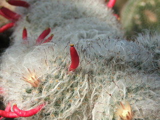 kaktus