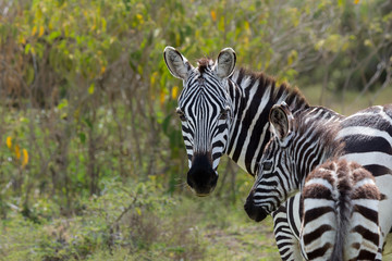 Fototapeta na wymiar little zebra with parent