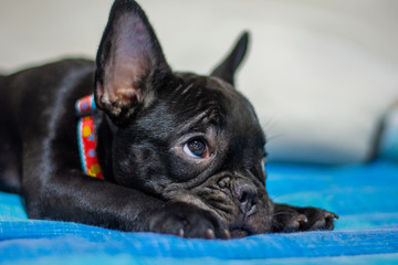 french bulldog sleeping